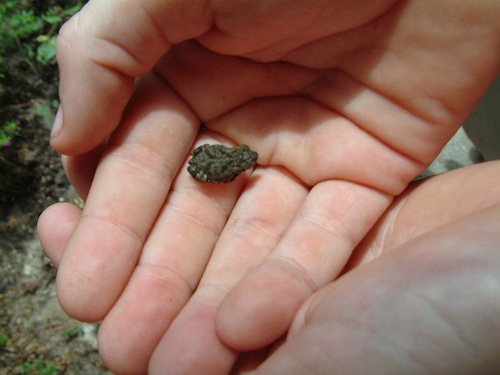 Tiny Frog in hand picture