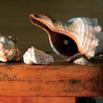picture of sea shells