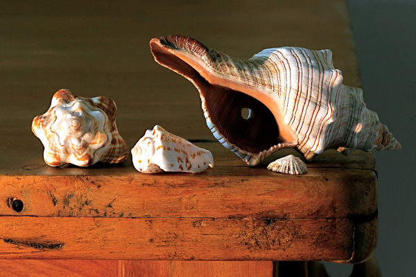 picture of sea shells