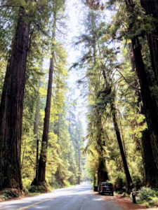 picture of car and redwood trees