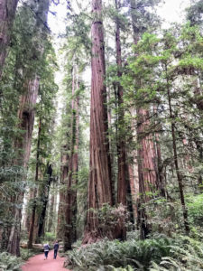 picture of tress in Stout Grove